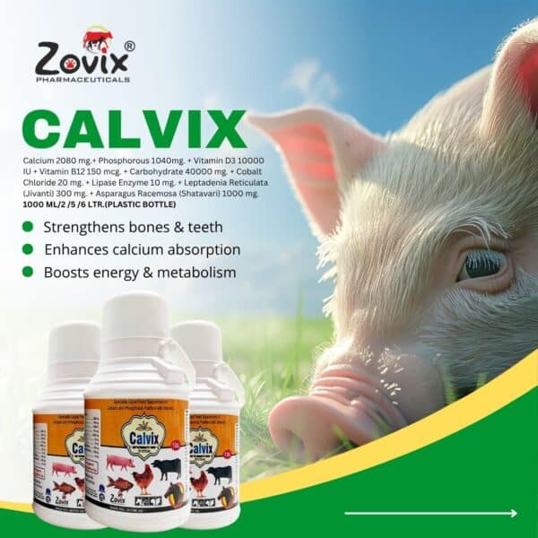 CALVIX veterinary liquid feed supplement containing Calcium 2080 mg, Phosphorous 1040 mg, Vitamin D3 10000 IU, Vitamin B12 150 mcg, Carbohydrate 40000 mg, Cobalt Chloride 20 mg, Lipase Enzyme 10 mg, Leptadenia Reticulata (Jivanti) 300 mg and Asparagus Racemosa (Shatavari) 1000 mg for bone strength, milk production, fertility, digestion and overall livestock health by Zovix Pharmaceuticals, veterinary pharmaceutical company in India, veterinary pharma manufacturer India, veterinary medicine manufacturer, veterinary pharmaceutical exporter India, animal healthcare products India, veterinary injection manufacturer India, veterinary bolus manufacturer India, animal feed supplement manufacturer India, veterinary pharma franchise India, third party veterinary manufacturing India, veterinary antibiotic injection manufacturer, livestock medicine supplier India, veterinary pharma distributor India, WHO GMP veterinary pharma company India, ISO certified veterinary pharma company India, veterinary medicines for cattle India, animal health product exporter India, veterinary pharma company Panchkula, veterinary pharma company Haryana