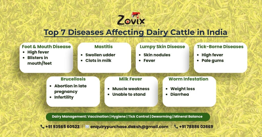 dairy